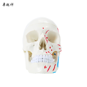 Life-Size <strong>3</strong>-Part <strong>Human</strong> Skeleton Model with Muscle Origin and Insertion Points Color-coded Skull Model for Medical Science