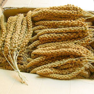 Toptan yeni hasat kurutulmuş tahıl püskül kulaklar darı bütün sarı kırmızı darı sprey için kuş yemi papağan