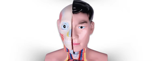 85cm PVC <strong>Human</strong> Anatomy Torso Model Medical Science Skeleton Model for Schools and Hospitals for Medical Students Professionals - Product Image 2