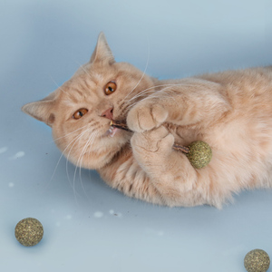 Wholesale Eco-Friendly Catmint <strong>Catnip</strong> Snack Natural Lollipop Interactive <strong>Catnip</strong> Ball Toy for <strong>Cats</strong> - Product Image 5