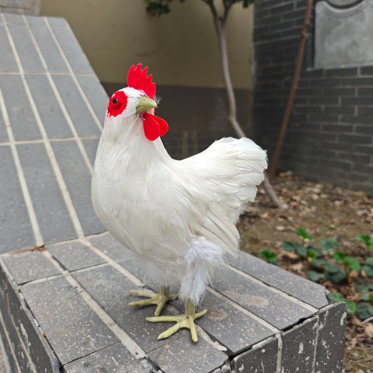 Number three turned his head and stood-white chicken