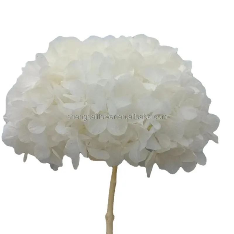 Flor preservada inmortal natural de la mejor calidad, Hortensia preservada de China, Hortensia blanca