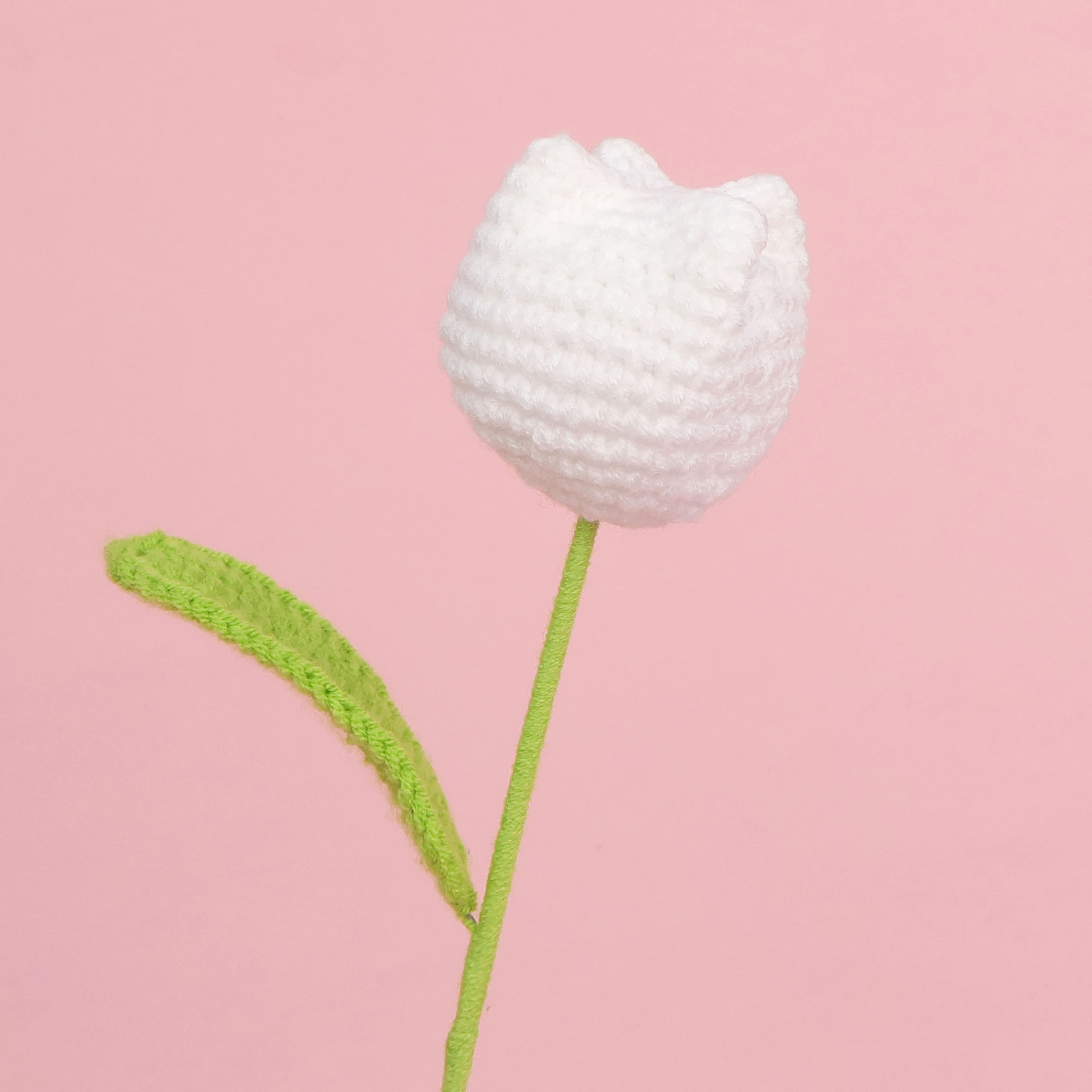 Tulipe blanche-grasse simple-grande