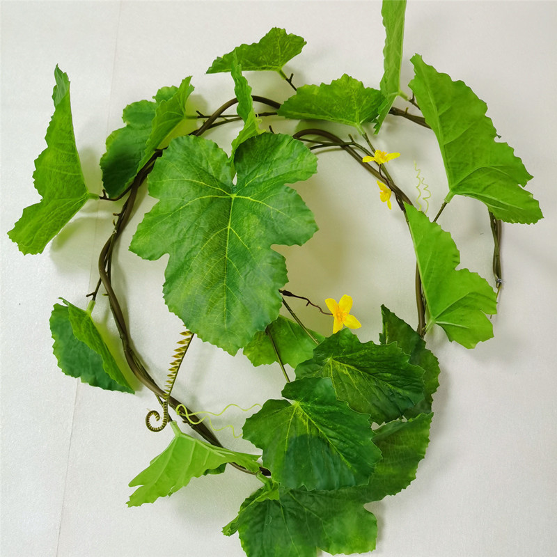 Une vigne de citrouille verte de 1,7 mètre