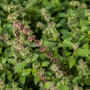 Best Price Wholesale Bulk Nepeta <strong>Catnip</strong> Essential Oil Aromatherapy Scented Body <strong>Use</strong> Raw Material Essential Oil Products - Product Image 4
