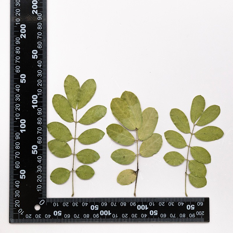 MH715 Juemingzi Natural green