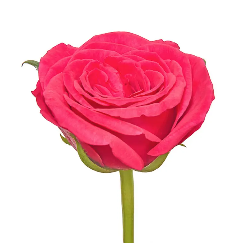 Flores frescas do Quênia, rosa de corte fresco, rosa escura, caule de 3,5 cm, tamanho 52 cm, haste para atacado e varejo, flores frescas