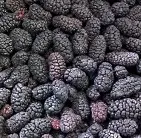 Commercio all'ingrosso a buon mercato di massa superato nuovo raccolto frutta congelata gelso frutta