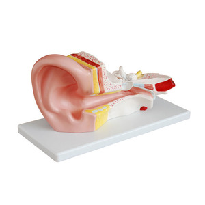 <strong>Medical</strong> Anatomy Middle Giant Human Anatomical Ear Model - Product Image 1