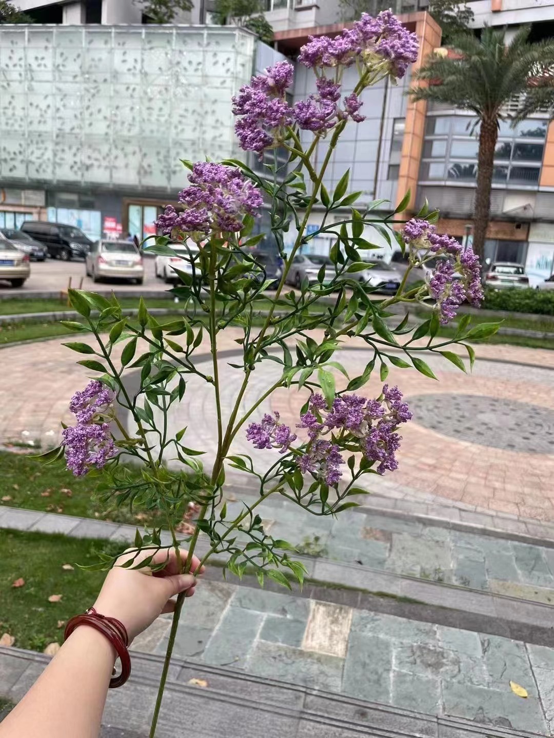 Edelweiss púrpura