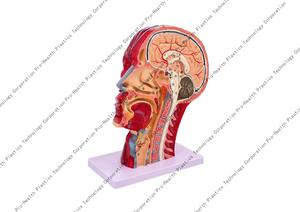 Gehirn querschnitt Tomographie Modell CTMRI Gehirn modell Radio logische Magnet resonanz tomographie Unterricht Neurologie