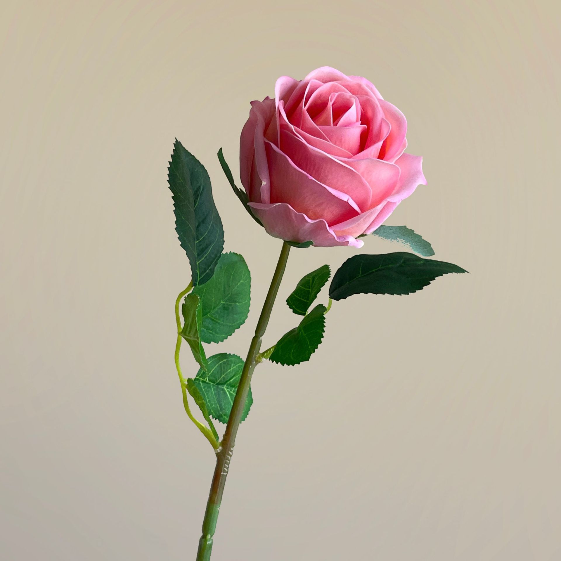 Rose foncé