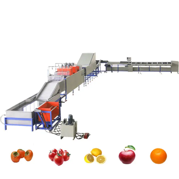 Sıcak satış fushi marka CE ve ISO 9001 meyve eleme tesisi, hurması sınıflandırma makinesi