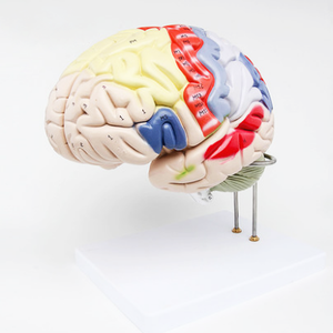 GelsonLab HSBM-173先进的PVC人脑模型教学模型 - Product Image 1