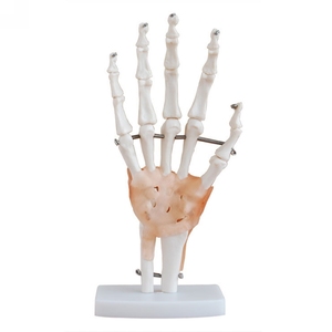 High Quality Pvc <strong>Human</strong> Skeleton Hand Joint Model/Hand Muscle Attached Vascular Nerve Model - Product Image 3