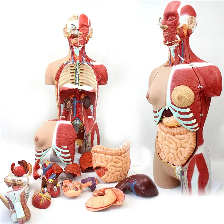 Modelo de cuerpo humano desmontable, cuerpo humano, anatomía del Torso