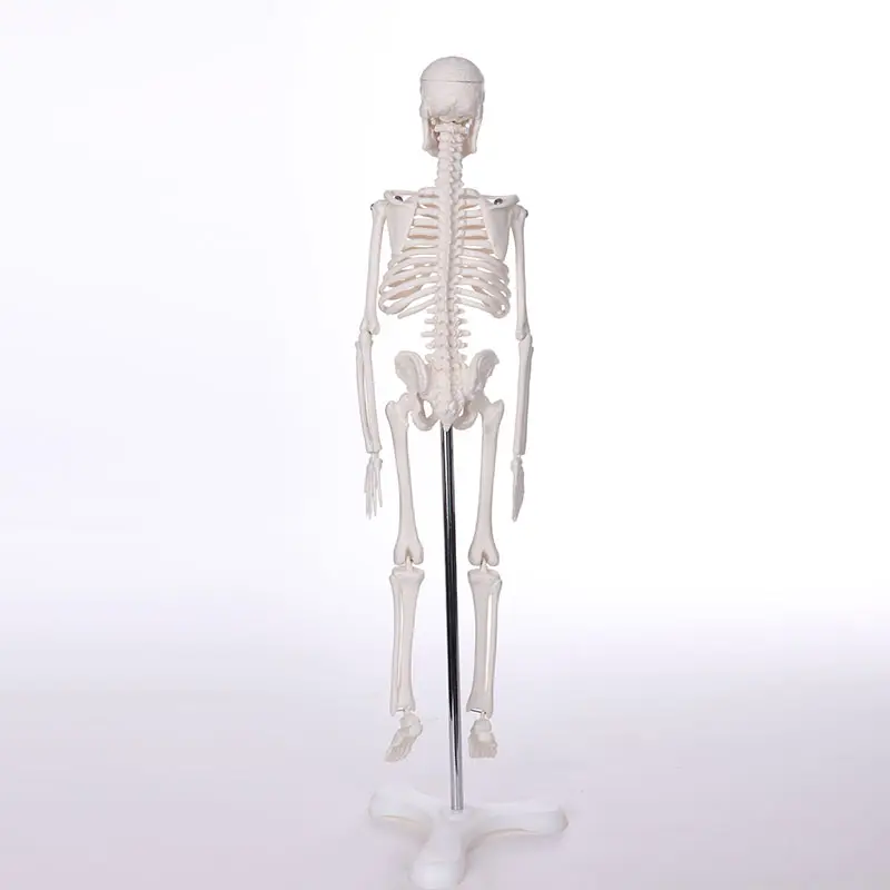 BIX-A1006 de cuerpo humano para la ciencia médica, esqueleto de hueso alto de 42CM, modelo de anatomía para entrenamiento de estudiantes