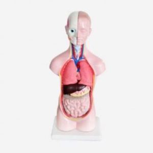 Gelsonlab โมเดล HSBM-027 50ซม. สำหรับทุกเพศเนื้อตัวมนุษย์ PVC แบบ9ส่วนโมเดลวิทยาศาสตร์การแพทย์กายวิภาคสำหรับโรงเรียนและโรงพยาบาล