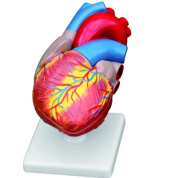 GelsonLab HSBM-222 life size 2parts Plastic Human Heart Model Medical plastics heart models Human heart anatomy model