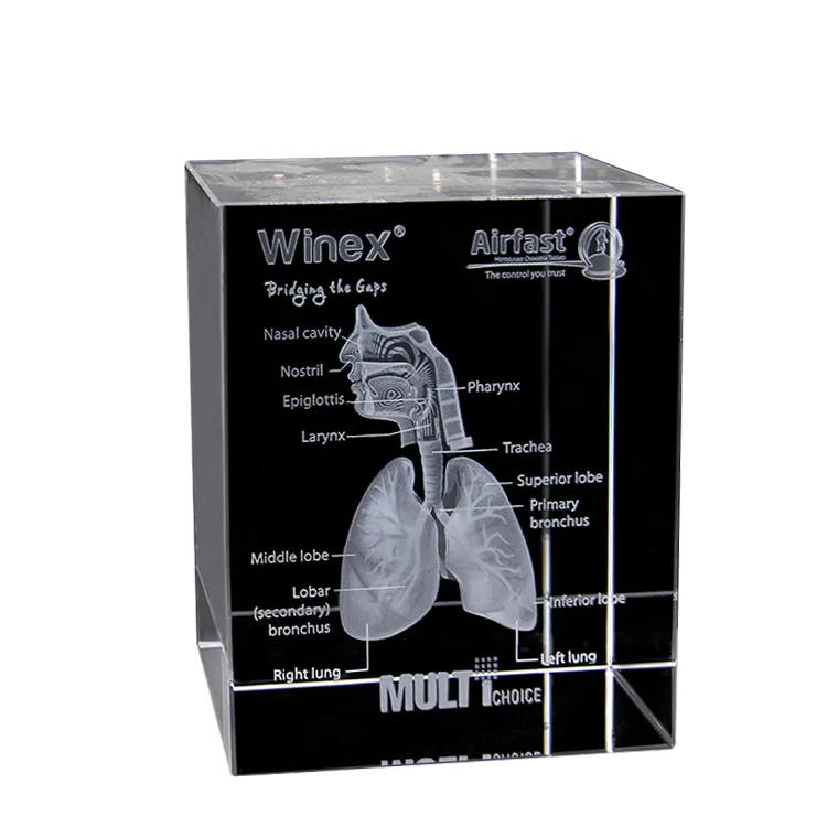 Grabado de cristal 3d grabado en 3d, sistema respiratorio humano, modelo de anatomía cardíaca, mapa personalizado, regalo médico para estudiantes, decoración