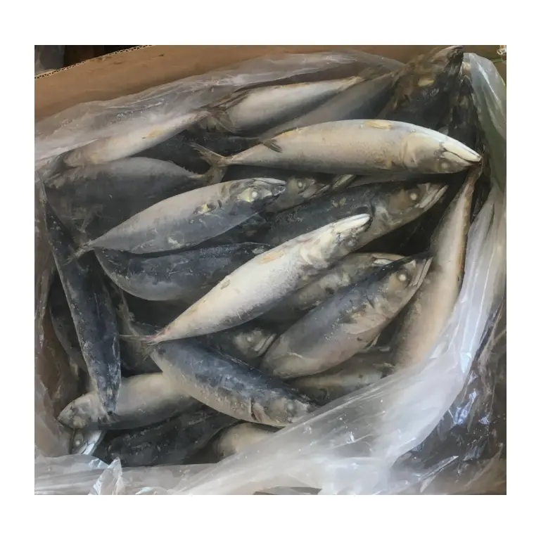 Caballa congelada X5, 300-500g, origen de China, tamaño grande, pescado del Pacific, Scomber, Japonicus