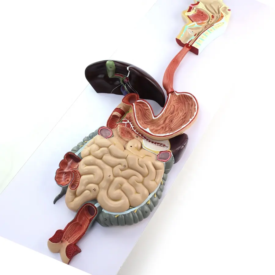 Modelo anatómico del sistema digestivo humano, colorido, de alta calidad