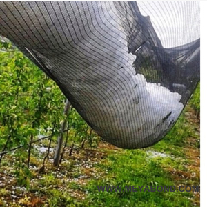 <strong>Leno</strong> Weaving Anti Hail <strong>Net</strong> for Serbian Orchard Farm