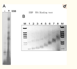 Tinzyme T4 Gene 32 Protein, PCR ve RT-PCR için SSBP arttırıcı PCR verimini ve özelliğini artırır - Product Image 4
