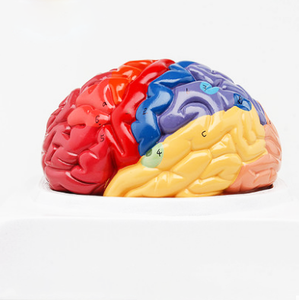 GelsonLab HSBM-172 Human <strong>Brain</strong> Model with <strong>Functional</strong> Region - Product Image 1
