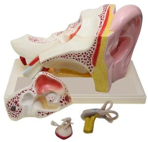 GelsonLab HSBM-197 Insan Kulak Modeli plastik kulak modeli 3 kez 5 parça öğretim kulak modeli - Product Image 1