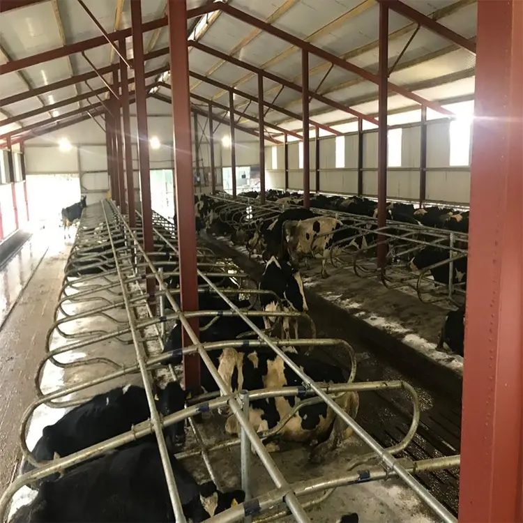 Struttura d'acciaio del granaio del bestiame per la tettoia prefabbricata della mucca di allevamento di bestiame