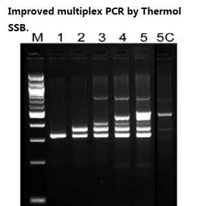 Tinzyme SSBP,T4 <strong>Gene</strong> 32 Protein,5mg/ml,Increase Yield and Processivity Specificity in PCR and RT-PCR - Product Image 3