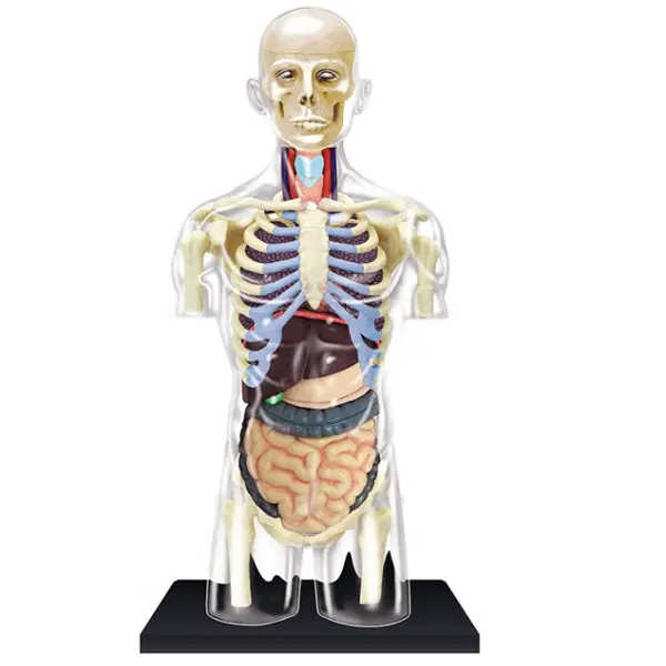 Human muscle anatomy model Plastic human body anatomy model