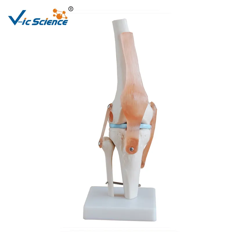 Modello anatomico del ginocchio di scienza medica, articolazioni del ginocchio di plastica, scheletro a grandezza naturale dell'articolazione del ginocchio artificiale