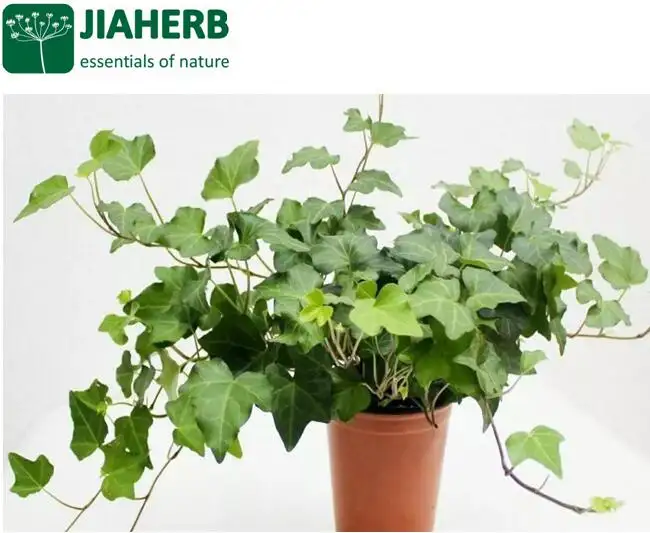 JIAHERB 18 שנים 6 מפעלים מציעים 100% טהור טבעי צמח תמצית קיסוס עלה תמצית 15% Hederacosides (HPLC) חדרה Helix עלה