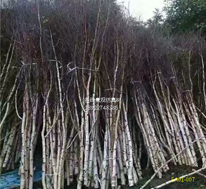 Qingyuan peyzaj yapay beyaz huş ağaçları