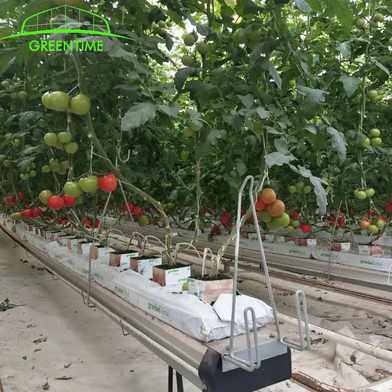 Gutter supporto Utilizzato di coltura idroponica di pomodoro serra per la vendita