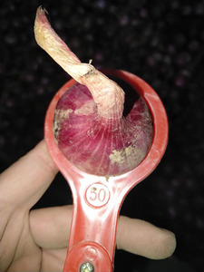 Delicious Vegetables 3-4センチメートルSmall Size Red Onion <span class=keywords><strong>Shallot</strong></span>