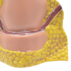 <strong>Human</strong> PVC Anatomic Rectum Model - Product Image 6