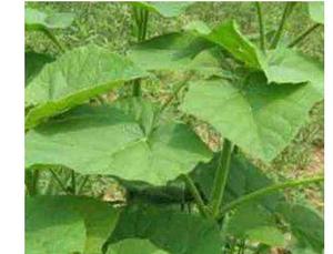 Factory Supply Best Price Young Plants Hotsale Paulownia Elongata Root Segments - Product Image 3