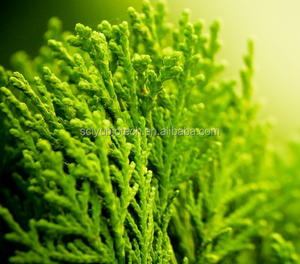 Hot Sale High Quality <strong>Fucoidan</strong> Extract Powder <strong>50</strong>%