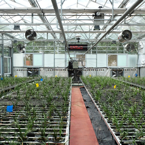 Nuovo tipo di sistema di irrigazione a spruzzo per serra in vetro a controllo automatico intelligente programma avanzato di controllo del microcomputer