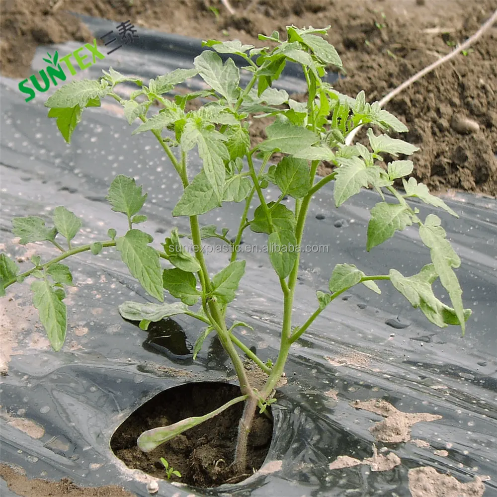 Película de 25 micron para tomate, agricultura transparente argo de plástico com mulch de polietileno capa 1*500m