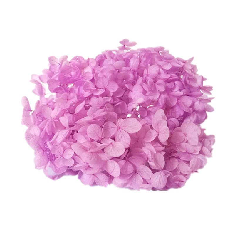 rosa morado
