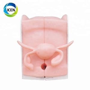 IN-403人間の自然なサイズの拡大された子宮モデル - Product Image 3