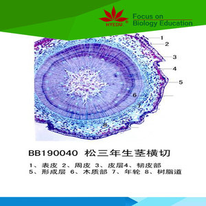 Artículos fijos para cada nivel, estudiantes, estudio de células madre de plantas, portaobjetos de microscopio preparados - Product Image 5