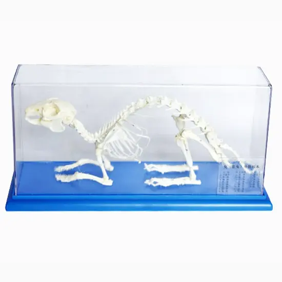 Gelsonlab HSBM-436 de plástico conejo esqueleto hueso modelo conejo modelo de esqueleto