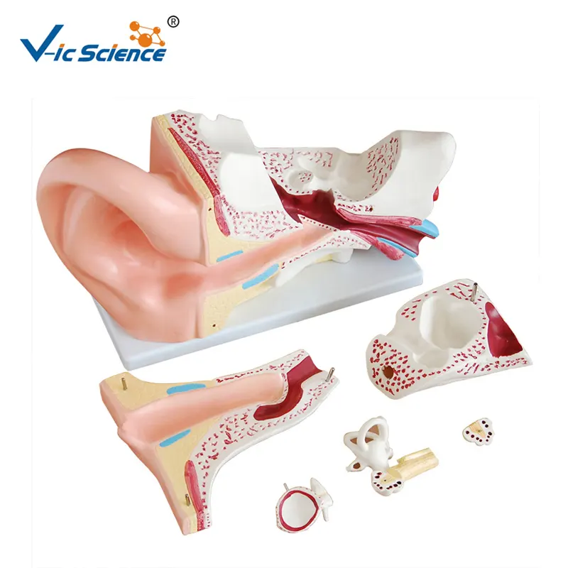 De plástico de oído humano modelo anatómico para la enseñanza médica