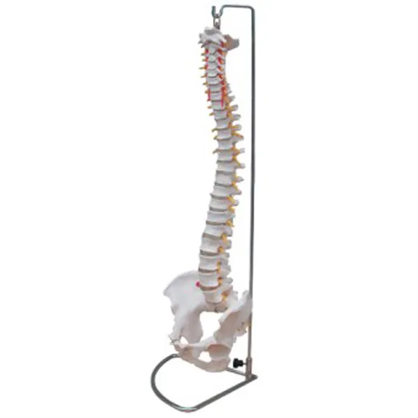 A grandezza naturale scheletro Umano modello della colonna vertebrale