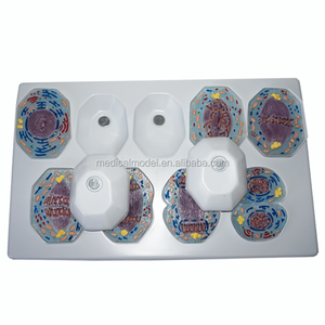 Bộ Mô Hình <span class=keywords><strong>Mitosis</strong></span> Gồm 9 Chiếc Có Nam Châm - Product Image 1